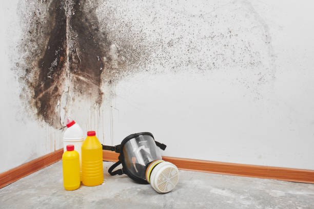 Best Basement Mold Remediation in Goodman, MO