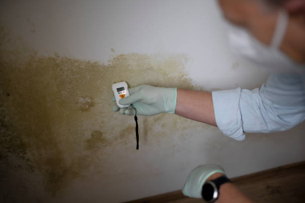 Best Mold Remediation for Specific Building Types in Goodman, MO