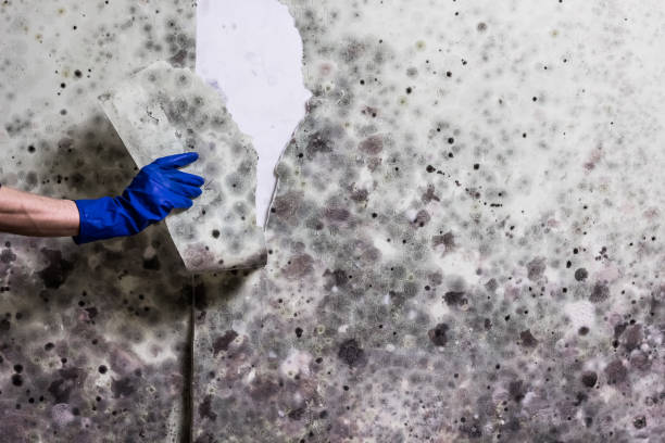 Best Localized Mold Remediation (e.g., coastal areas, humid climates) in Goodman, MO