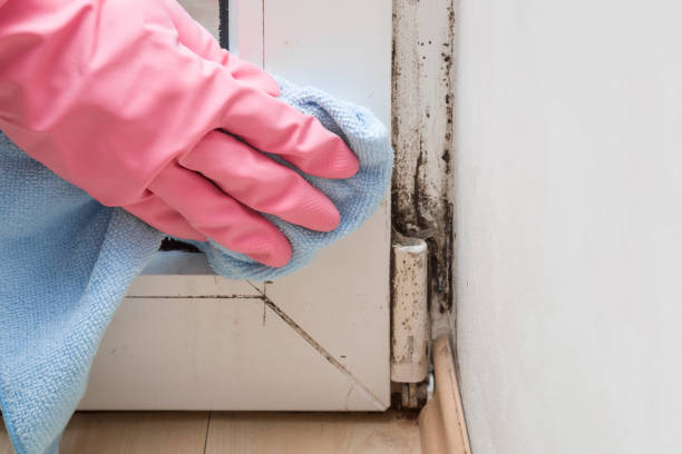 Best Preventive Mold Services in Goodman, MO