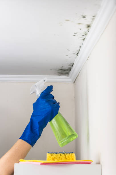 Best Post-Flood Mold Remediation in Goodman, MO